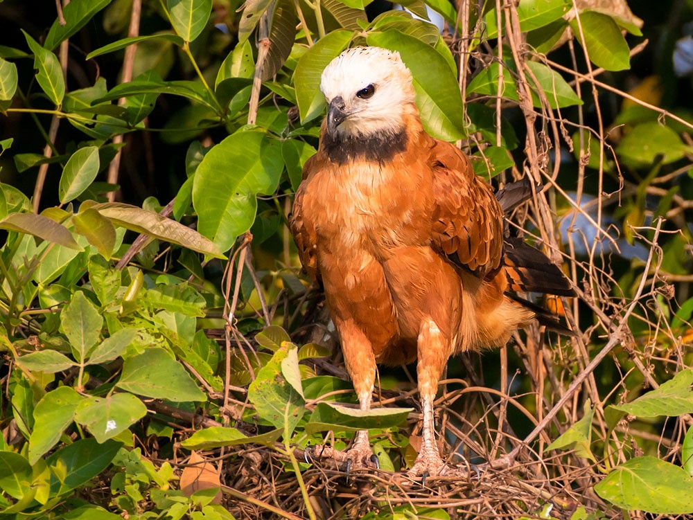 Black-collared Hawk - ML553788371