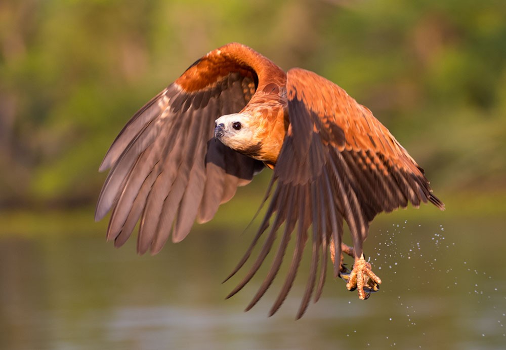 Black-collared Hawk - Stephen Barten