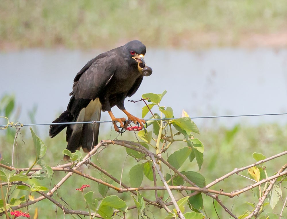 Snail Kite - ML553788551