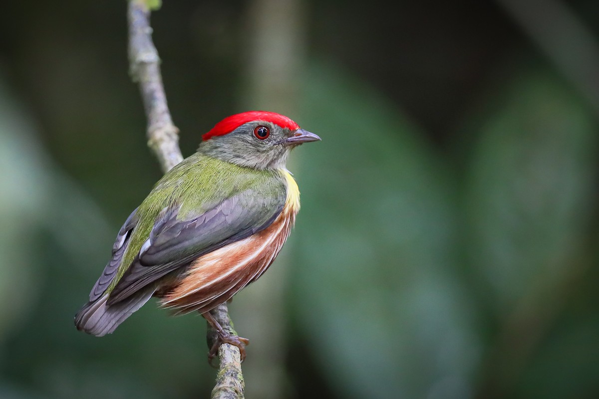Painted Manakin - Miguel Lezama - Tanager Tours