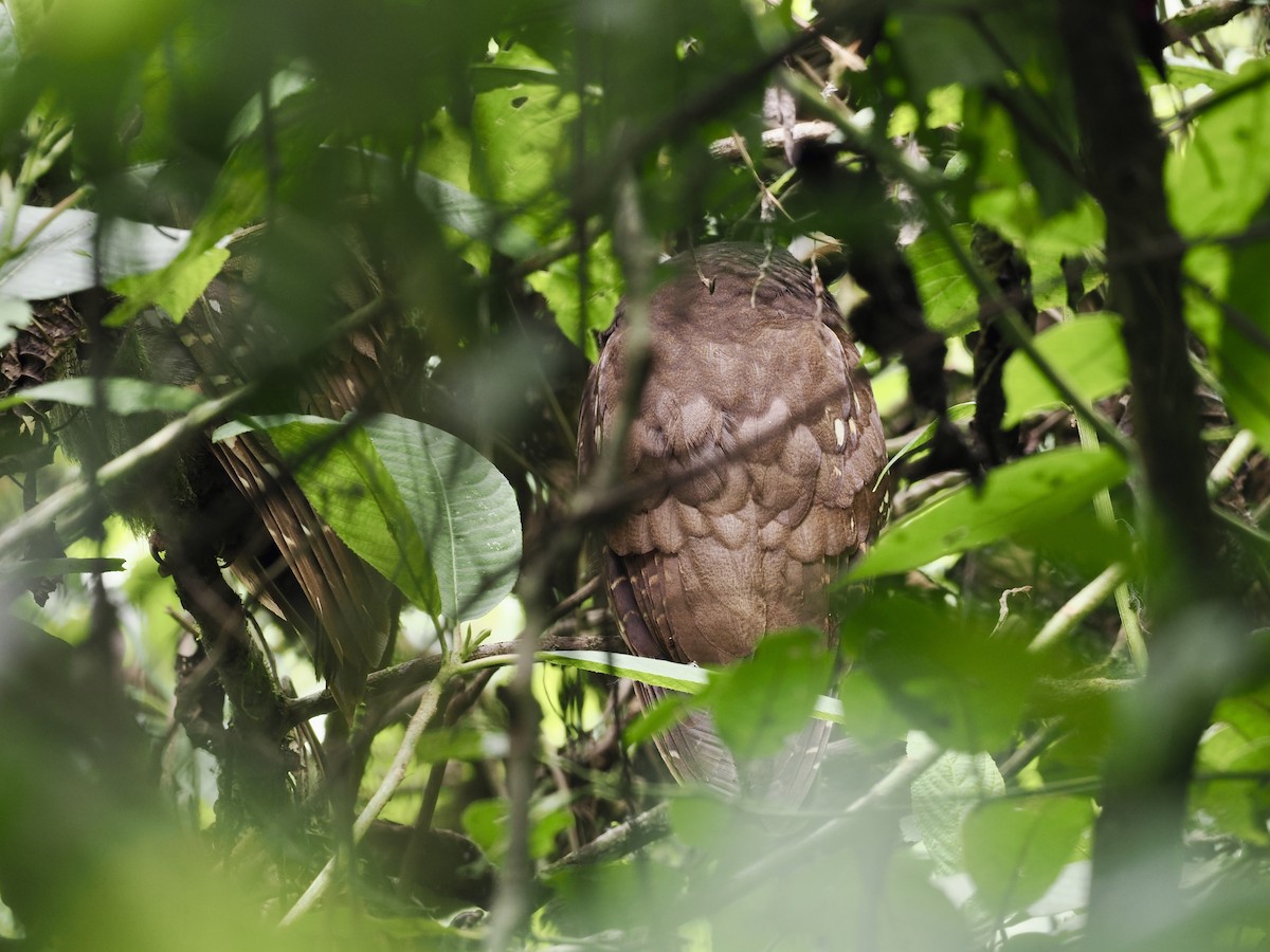 Crested Owl - ML553789941