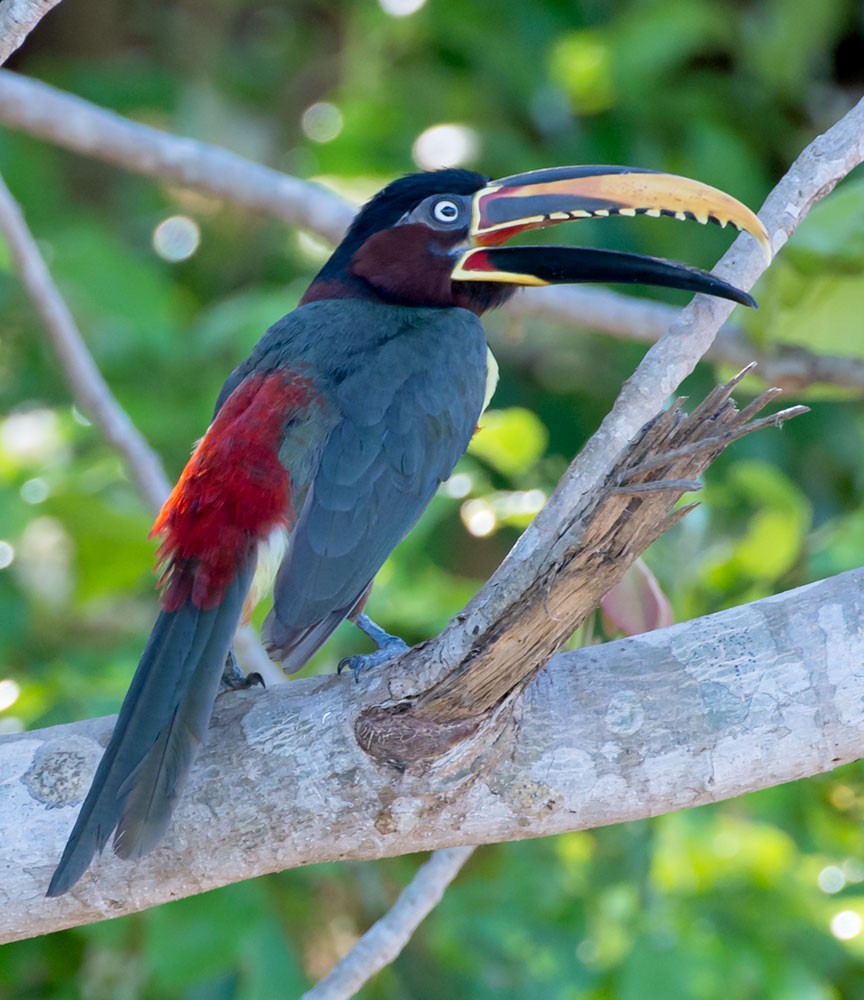 Chestnut-eared Aracari - ML553790321