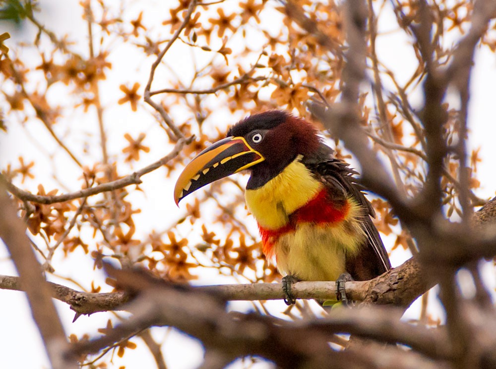 Chestnut-eared Aracari - ML553790331