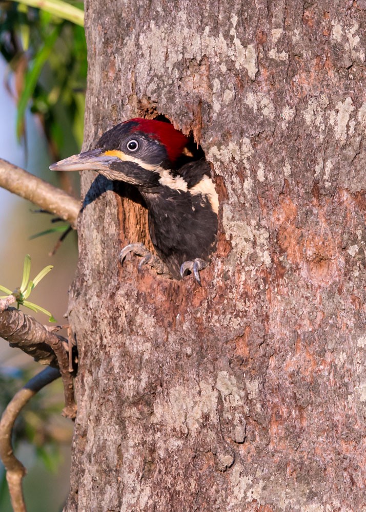 Lineated Woodpecker - ML553790681