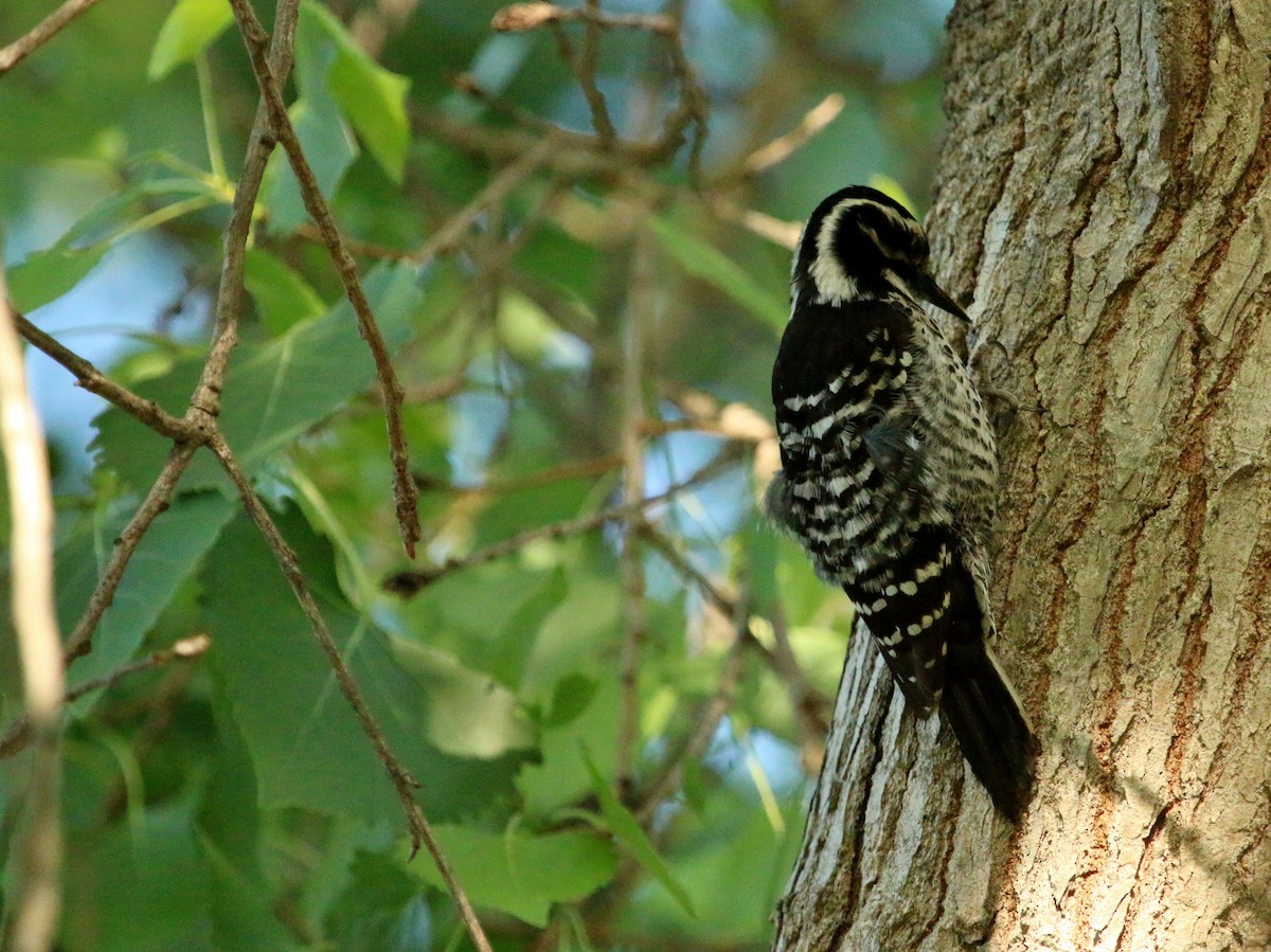 Nuttall's Woodpecker - ML55379101