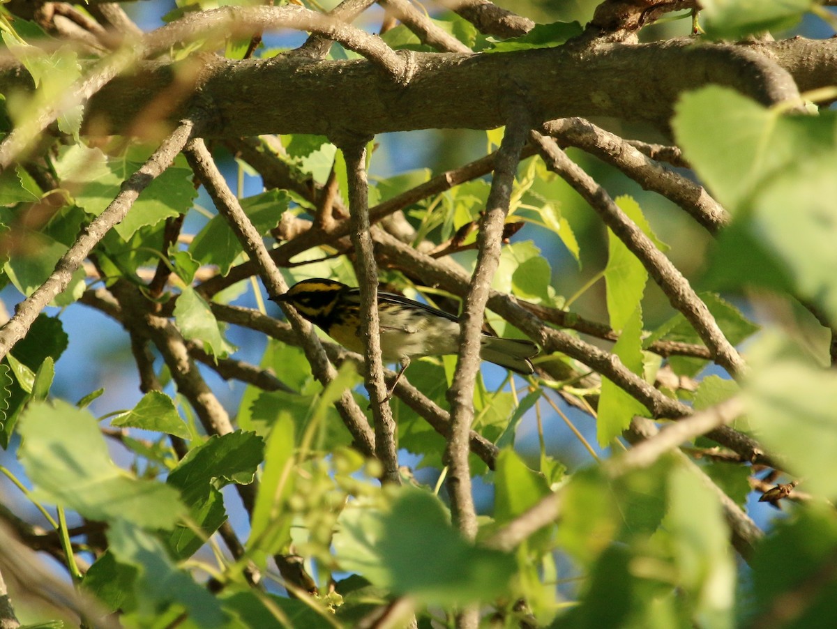 Townsend's Warbler - ML55379121