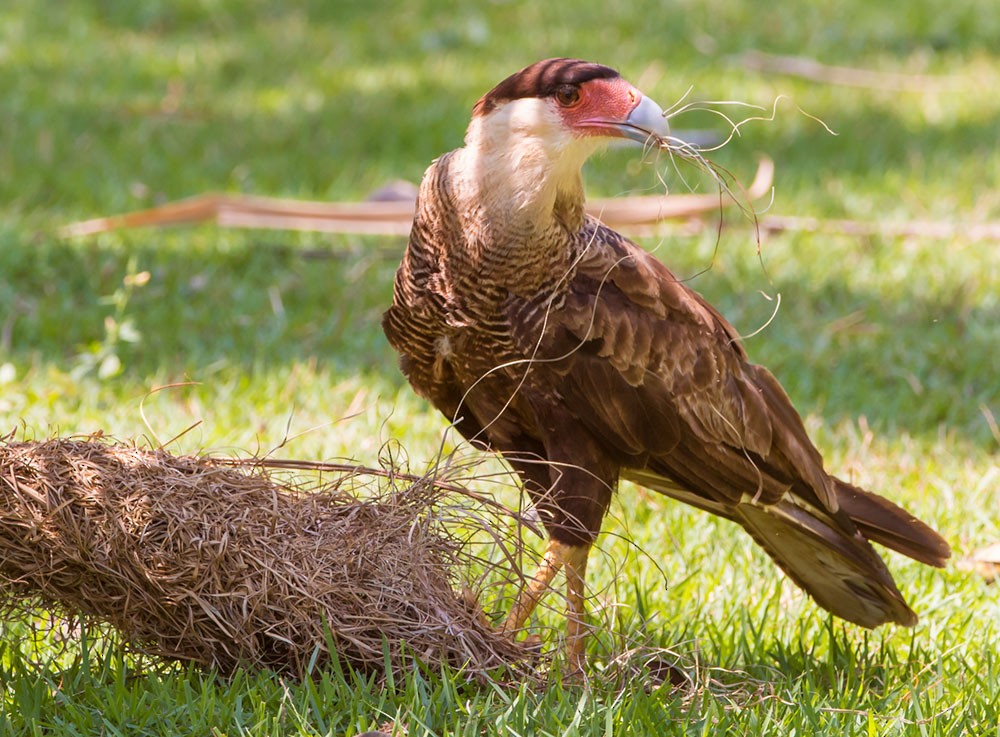 Crested Caracara (Southern) - ML553791281