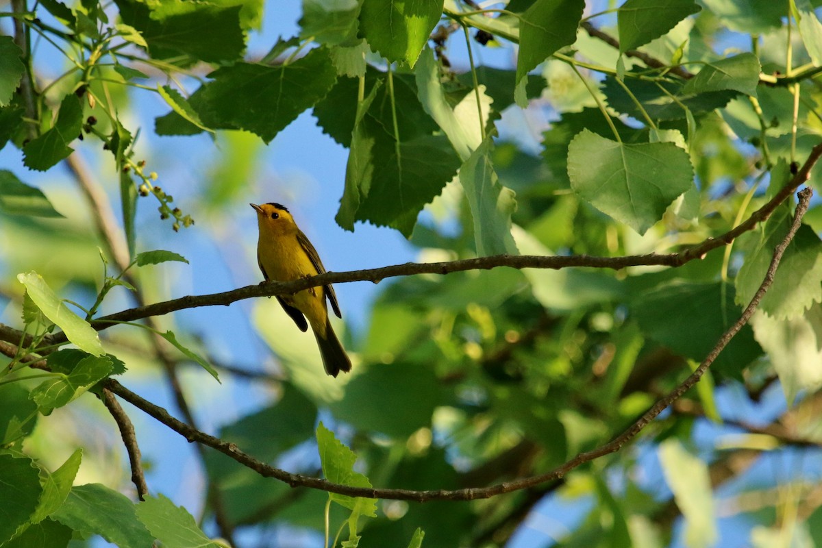 Wilson's Warbler - Christine Jacobs