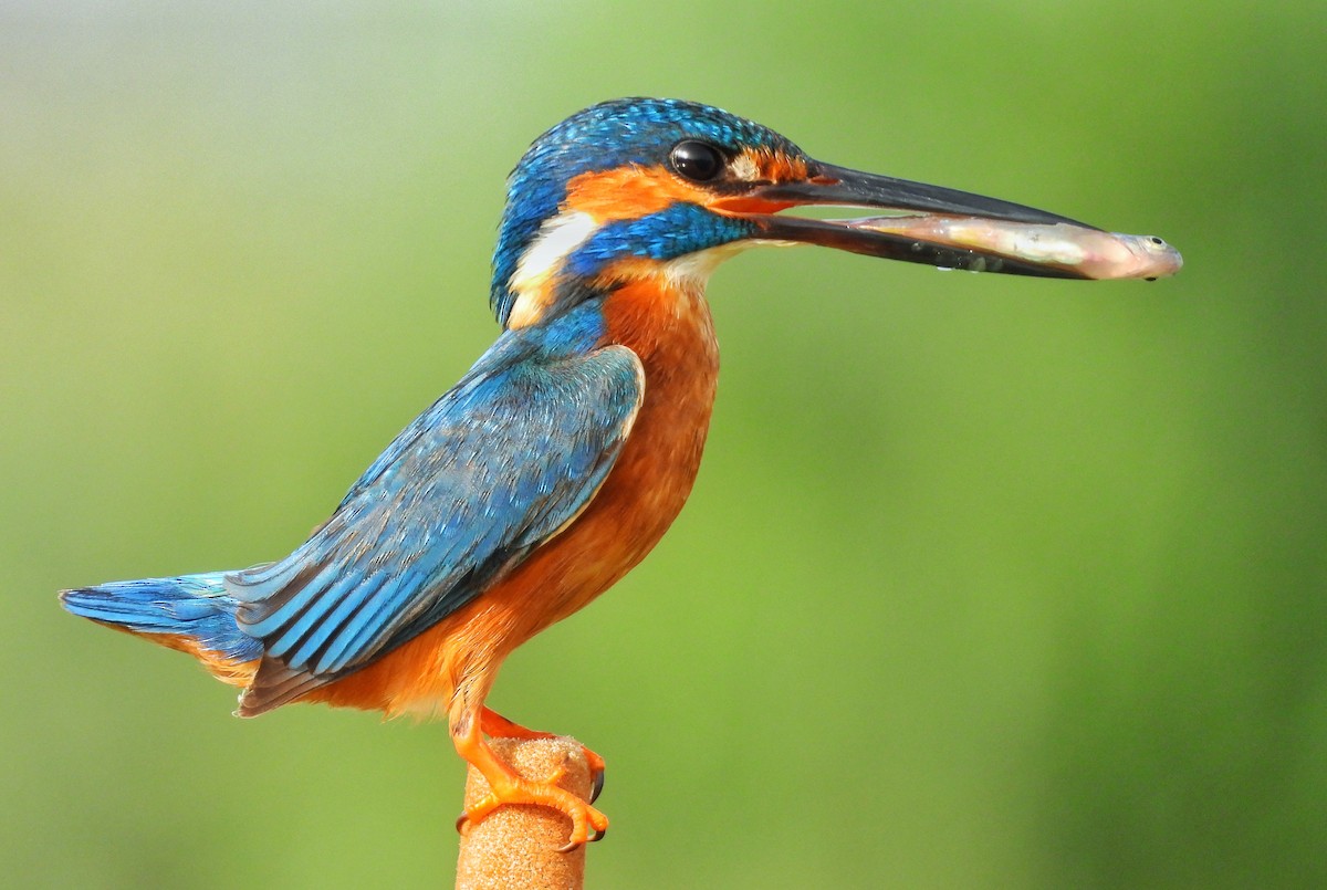 Common Kingfisher - Gani sama