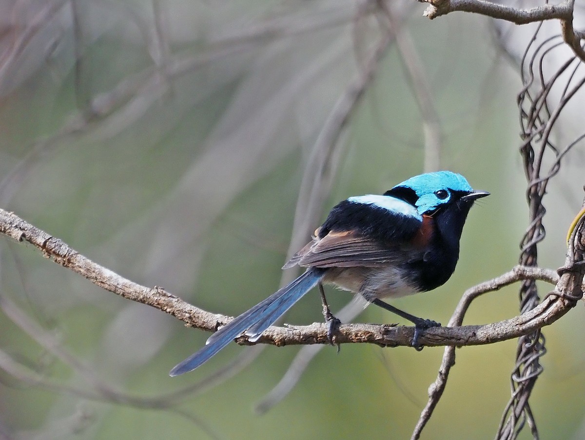 Red-winged Fairywren - Steve Law