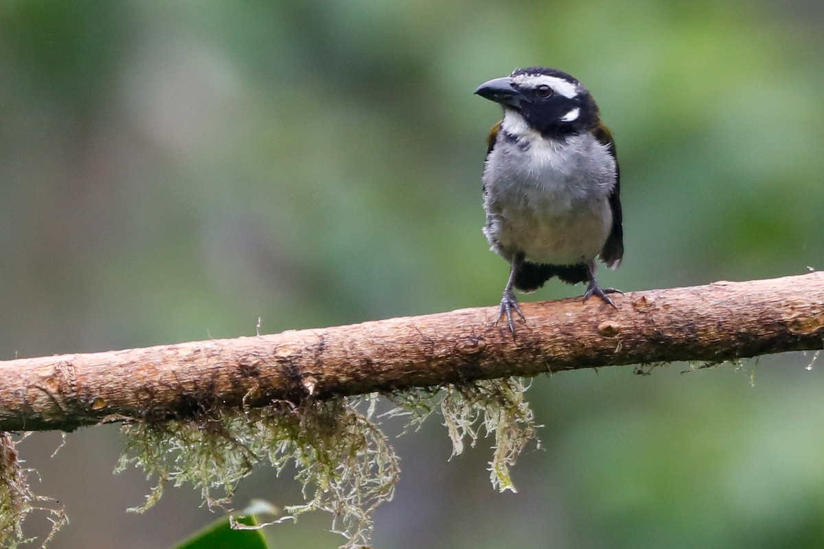 Saltator à ailes noires - ML553793521