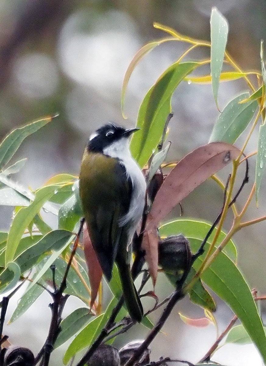 Gilbert's Honeyeater - ML553793701