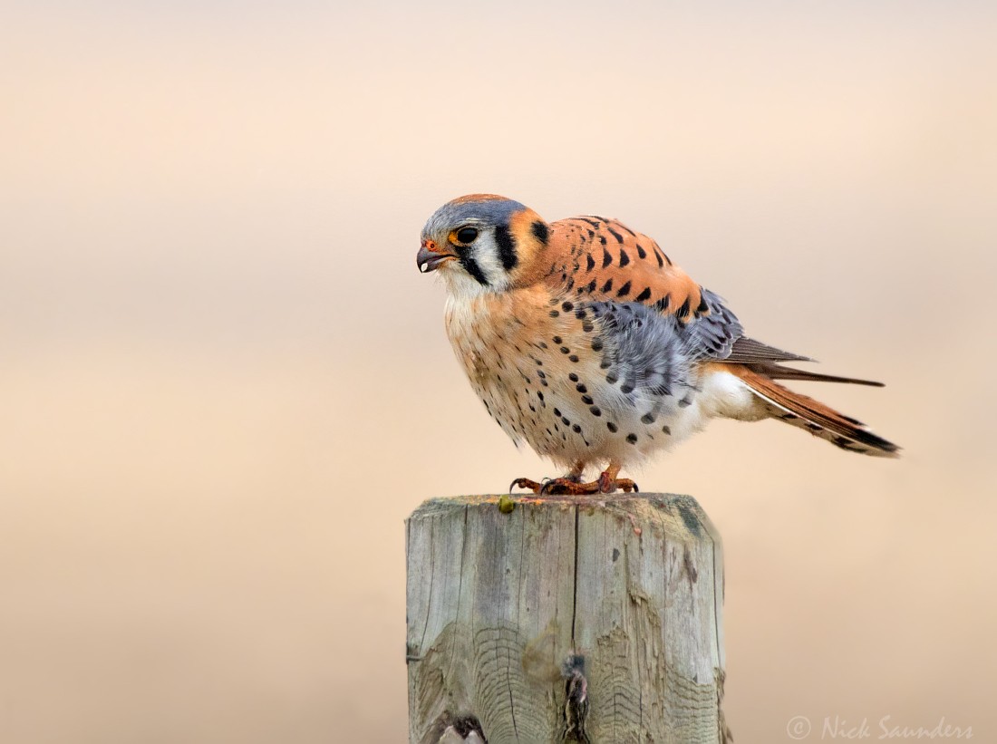 American Kestrel - ML55379421