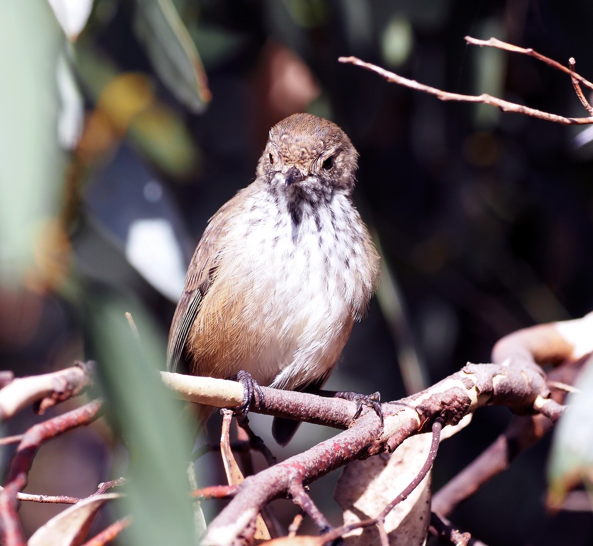 Inland Thornbill - Steve Law