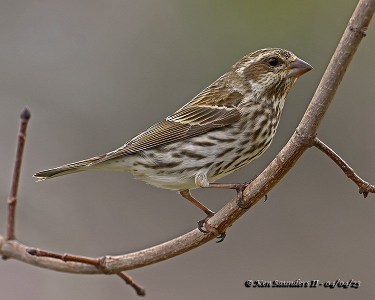 Purple Finch - ML553794601