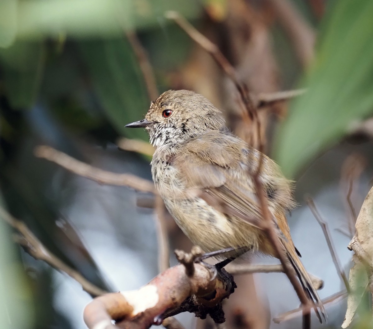 Inland Thornbill - Steve Law