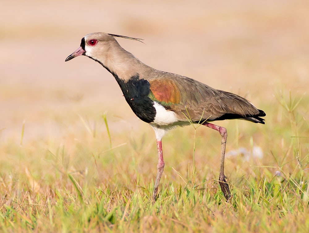 Southern Lapwing - Stephen Barten