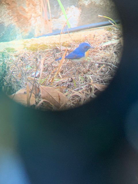 Hainan Blue Flycatcher - ML553795241