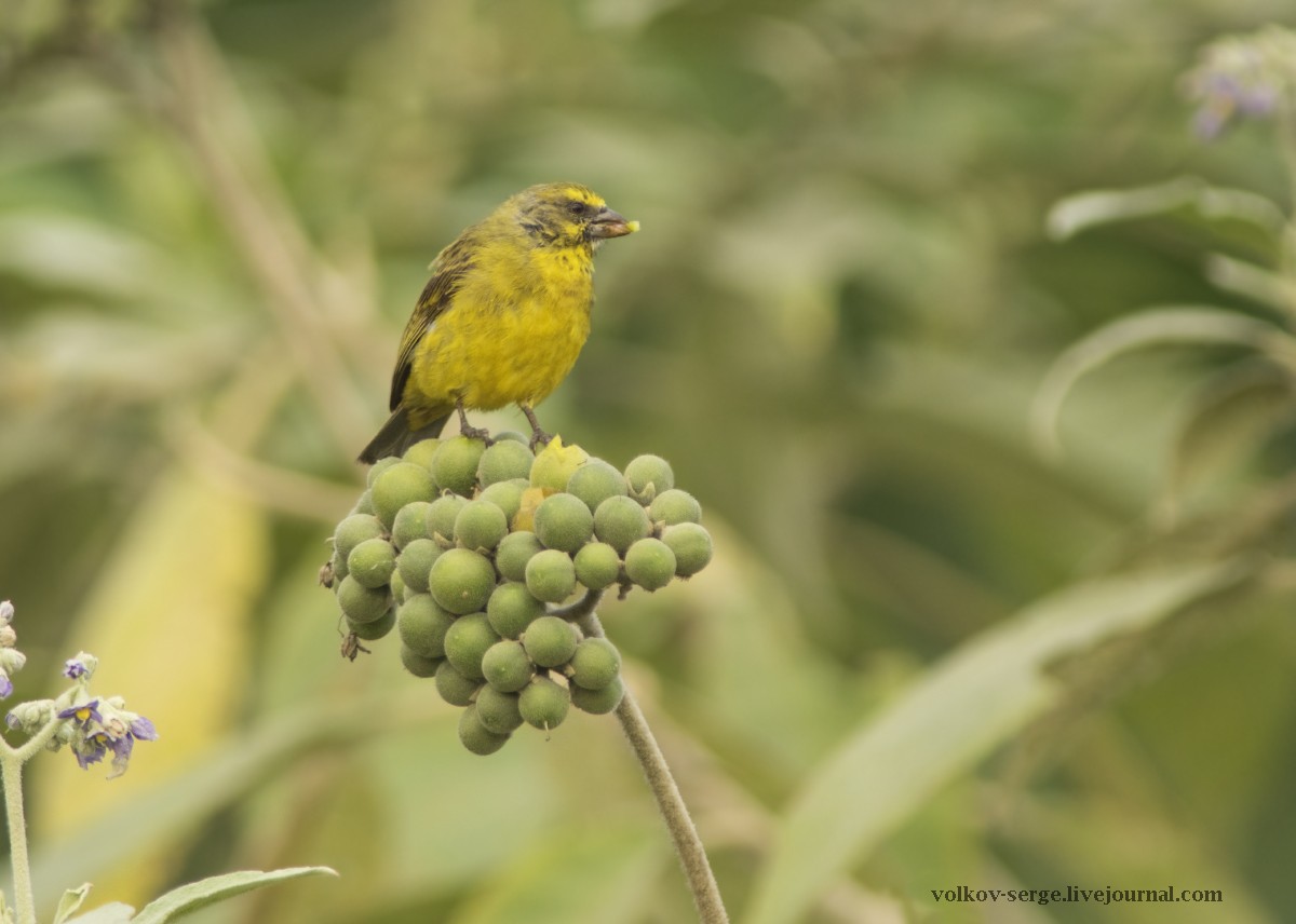 Yellow-fronted Canary - Volkov Sergey
