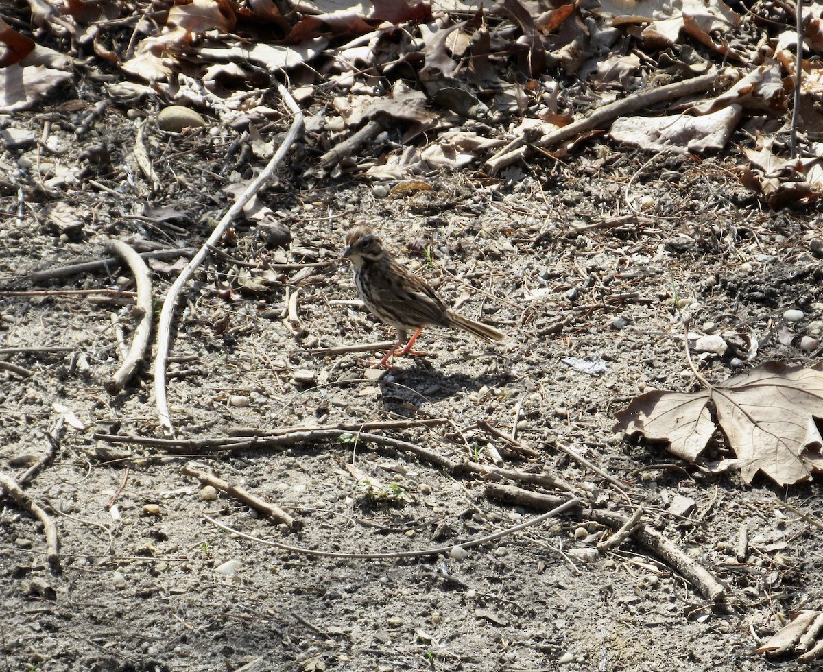 Song Sparrow - ML553795851