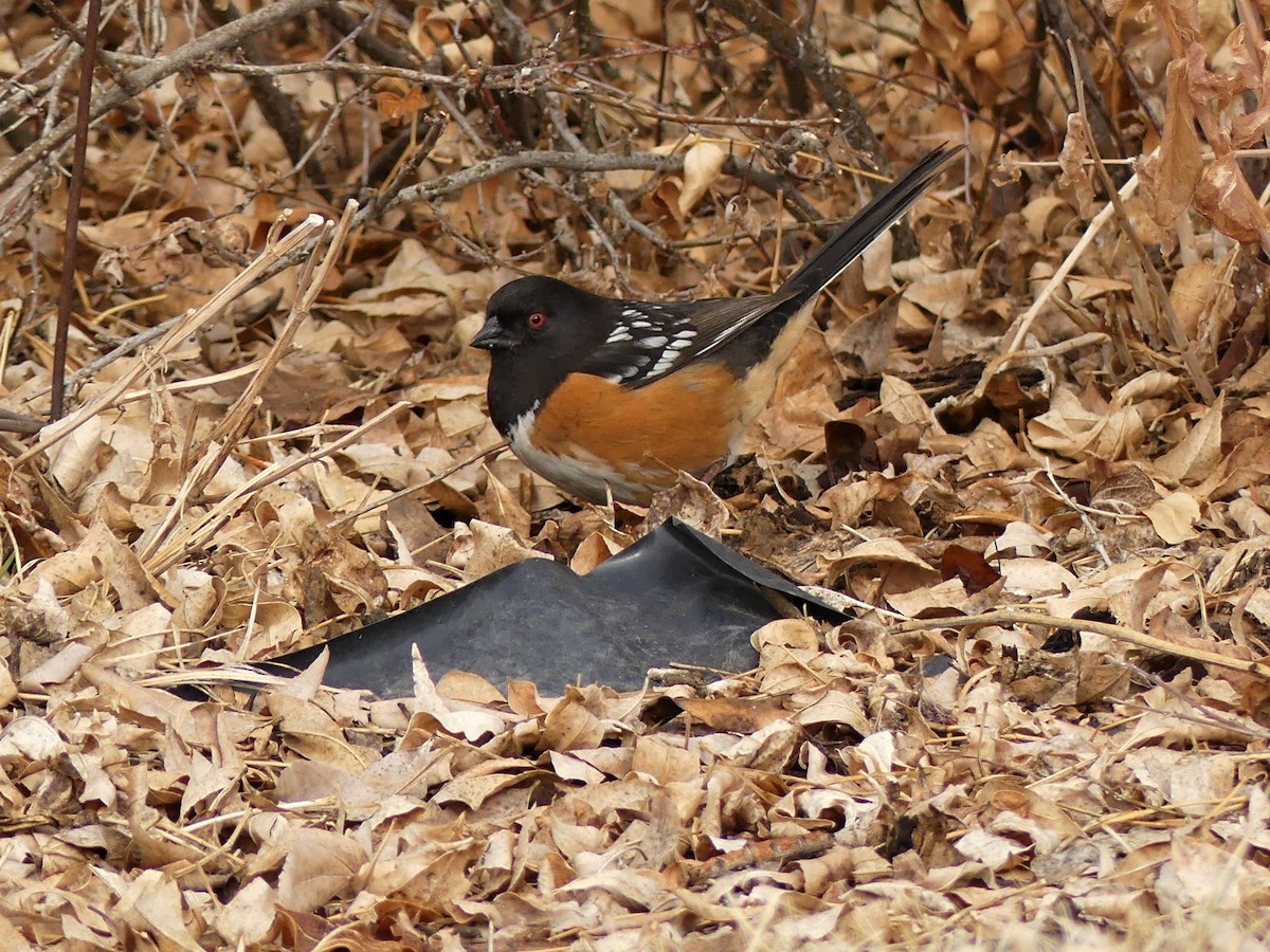 Spotted Towhee - Howard Weinberg