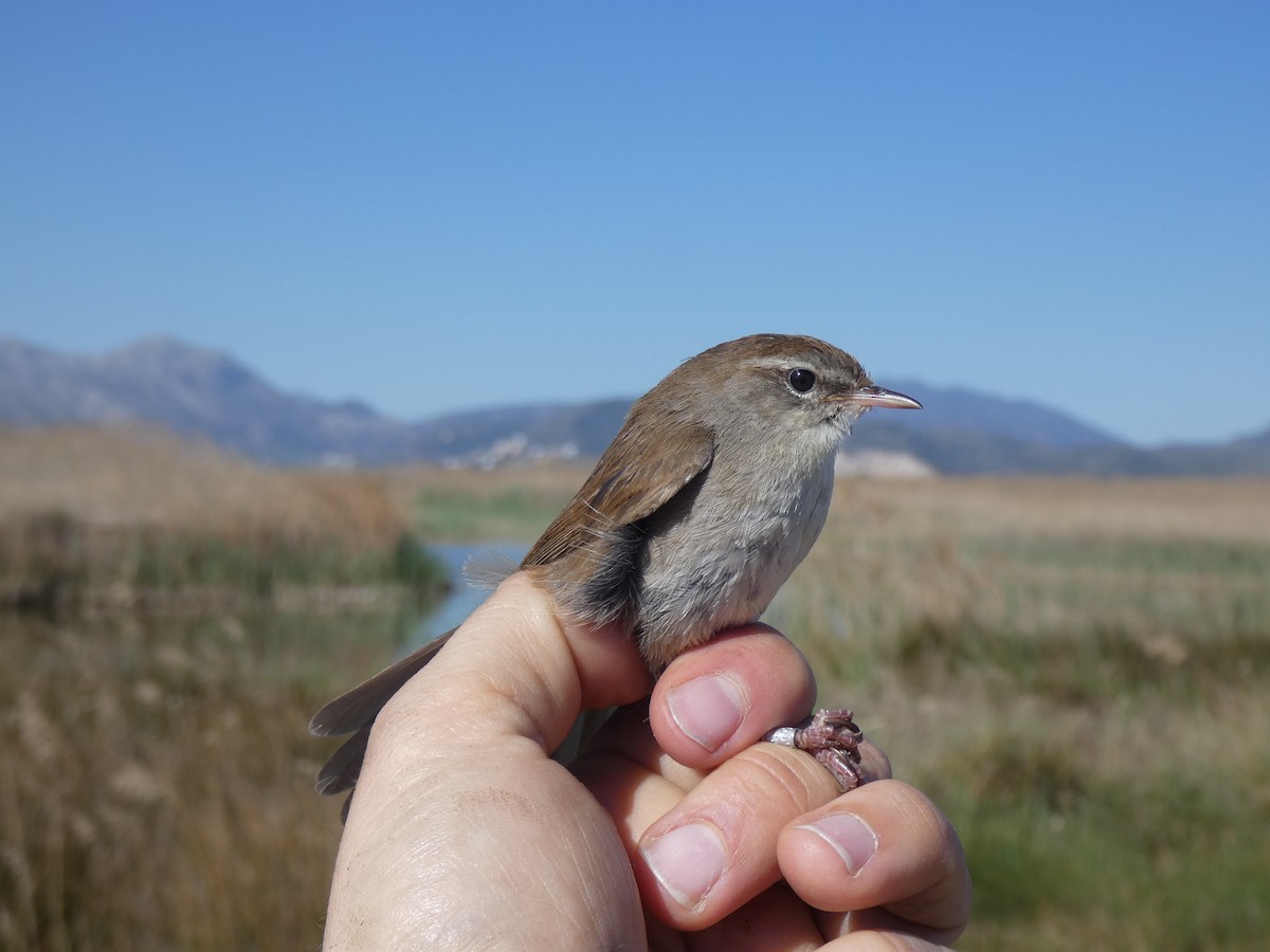 Cetti's Warbler - ML553796911