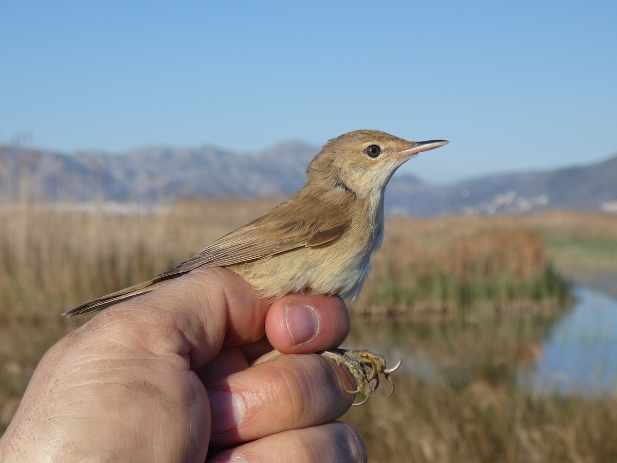 Common Reed Warbler - ML553796931