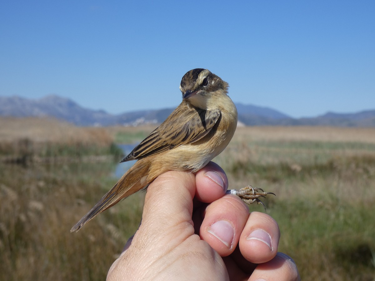 Sedge Warbler - ML553797021