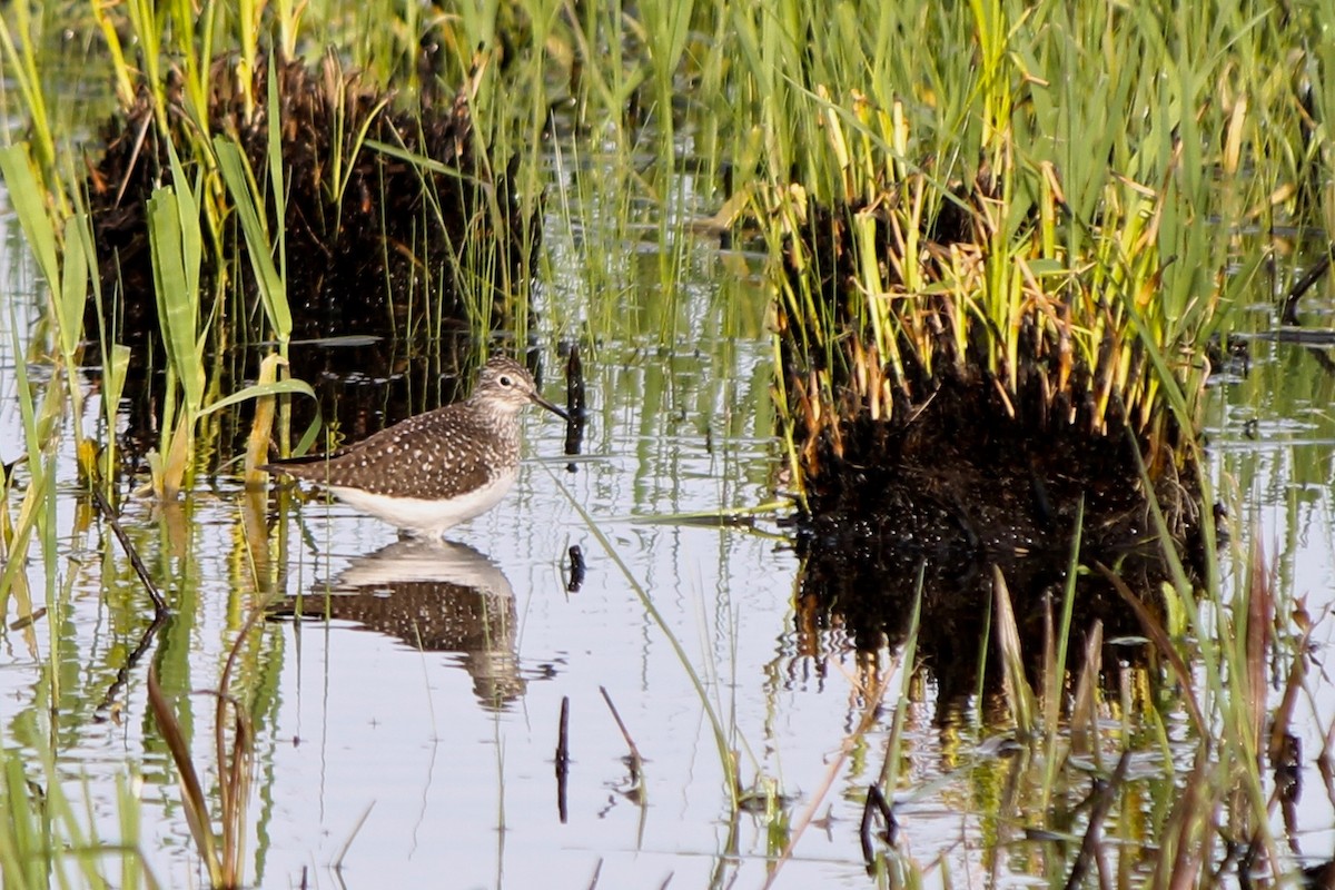 Solitary Sandpiper - ML55379711