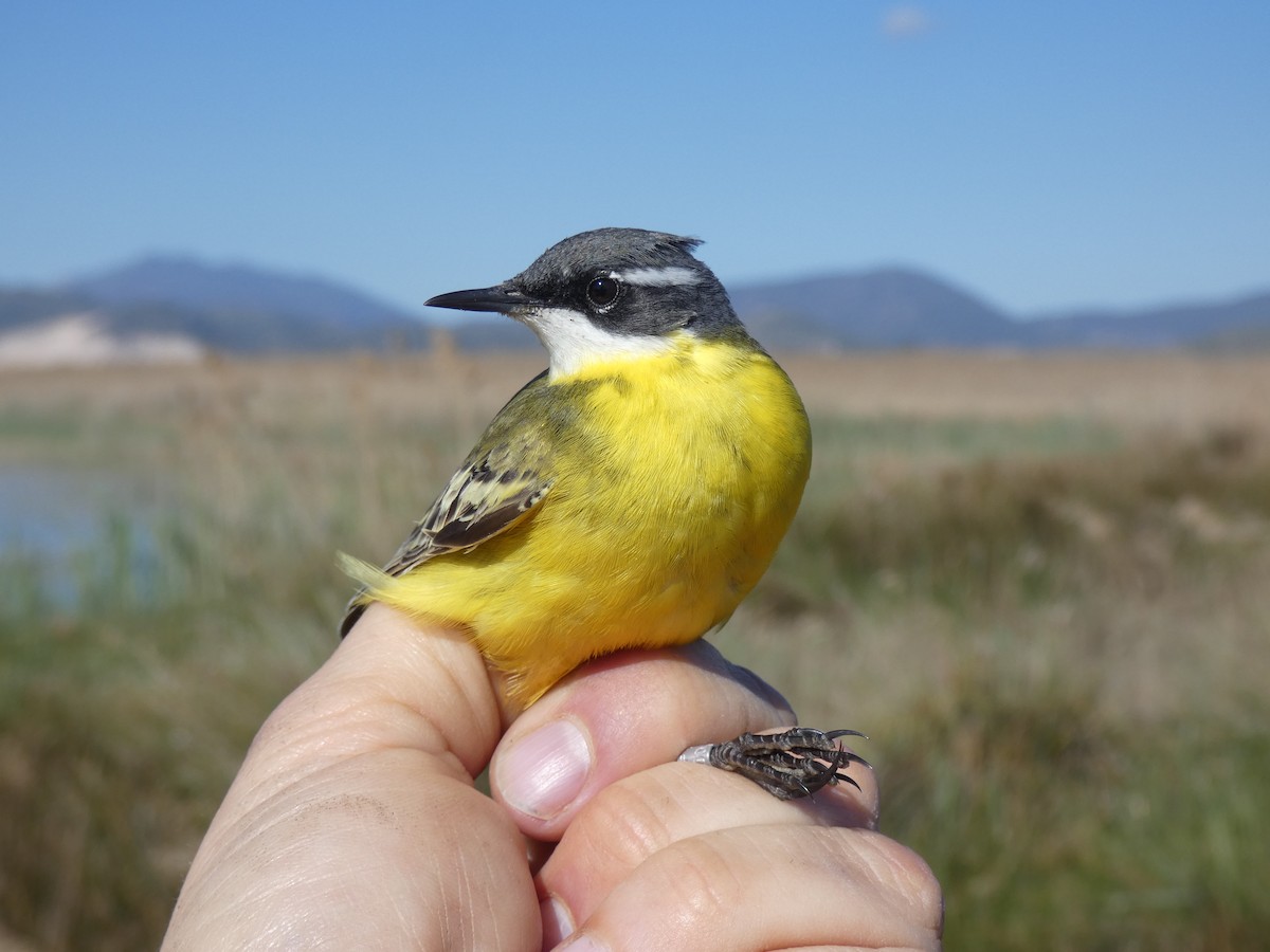 Western Yellow Wagtail - ML553797131