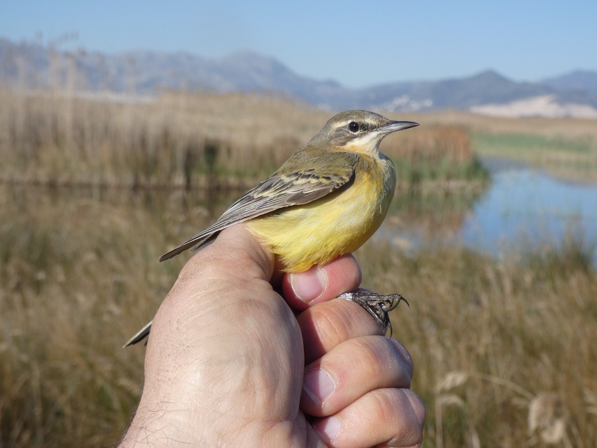 Western Yellow Wagtail - ML553797141