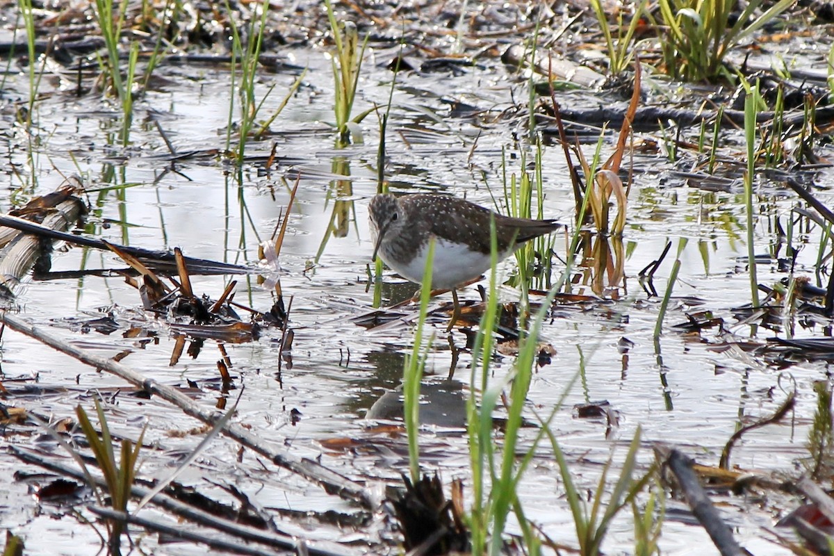 Solitary Sandpiper - ML55379721