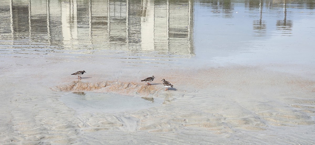 Ruddy Turnstone - ML553797301