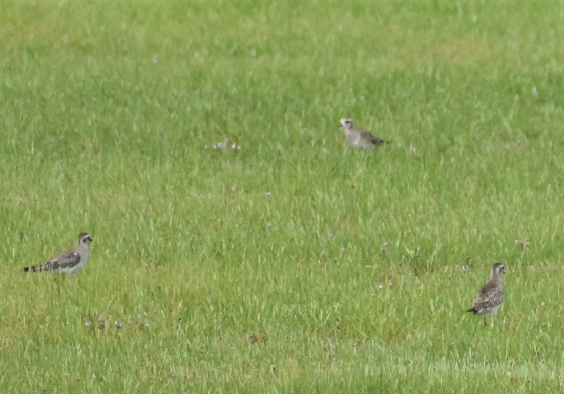 American Golden-Plover - ML553797361