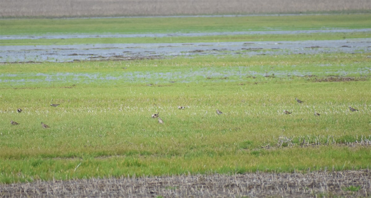 American Golden-Plover - Mark Greene