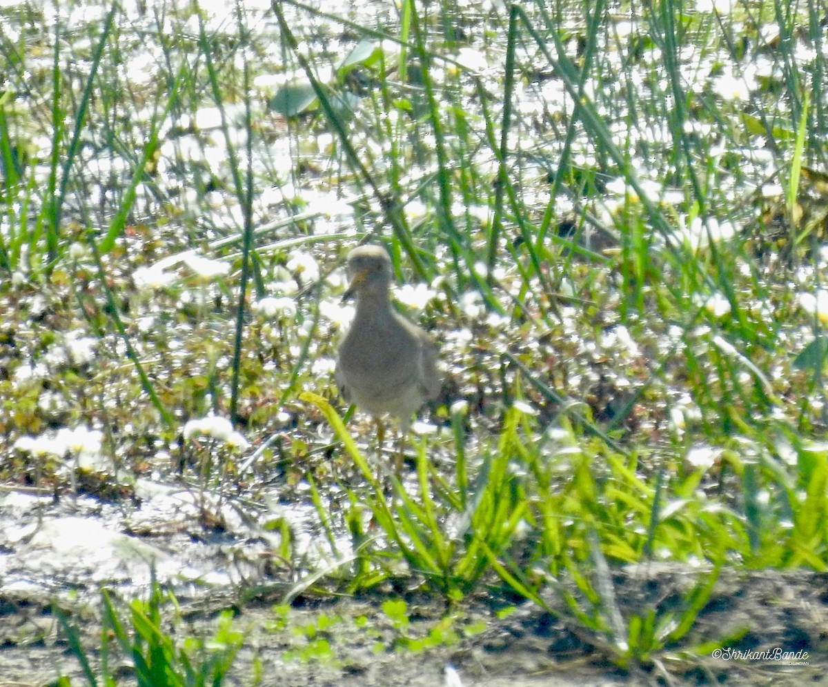 Gray-headed Lapwing - Shrikant B