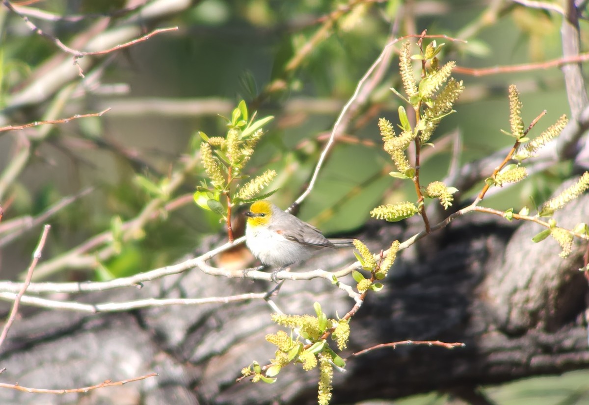 Auripare verdin - ML553800081