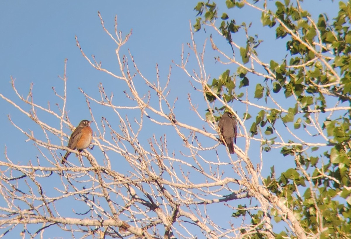 American Robin - ML553800751