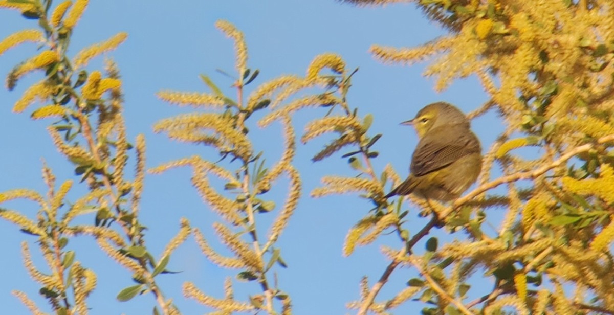 Orange-crowned Warbler - ML553800781