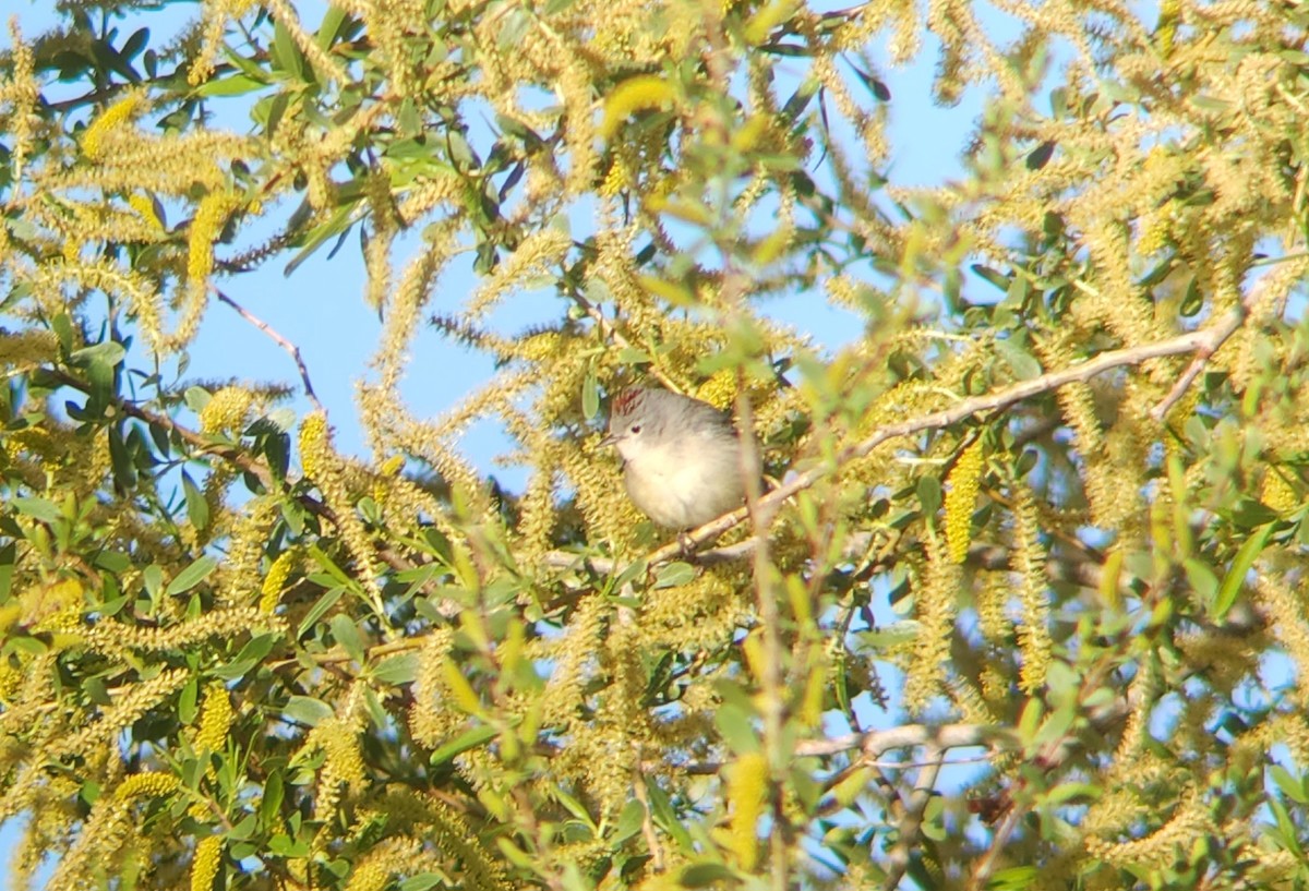 Lucy's Warbler - ML553800971