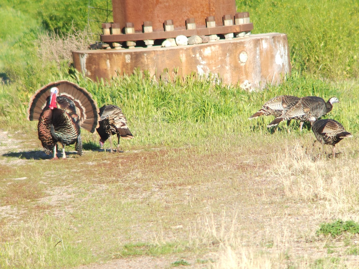 Wild Turkey - ML553801261