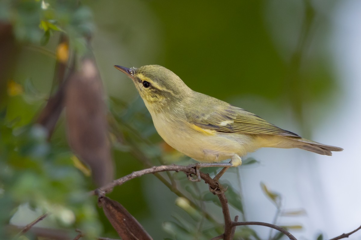 Green Warbler - Vikram S