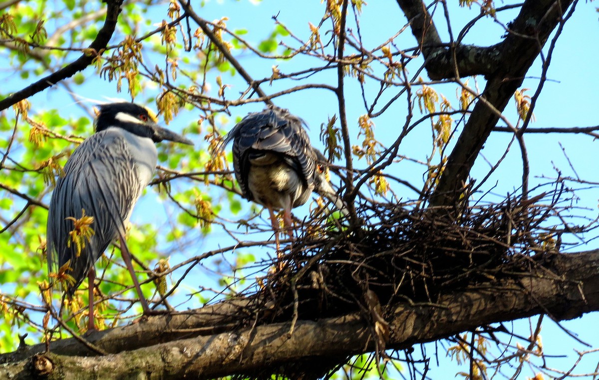 Yellow-crowned Night Heron - ML553801631