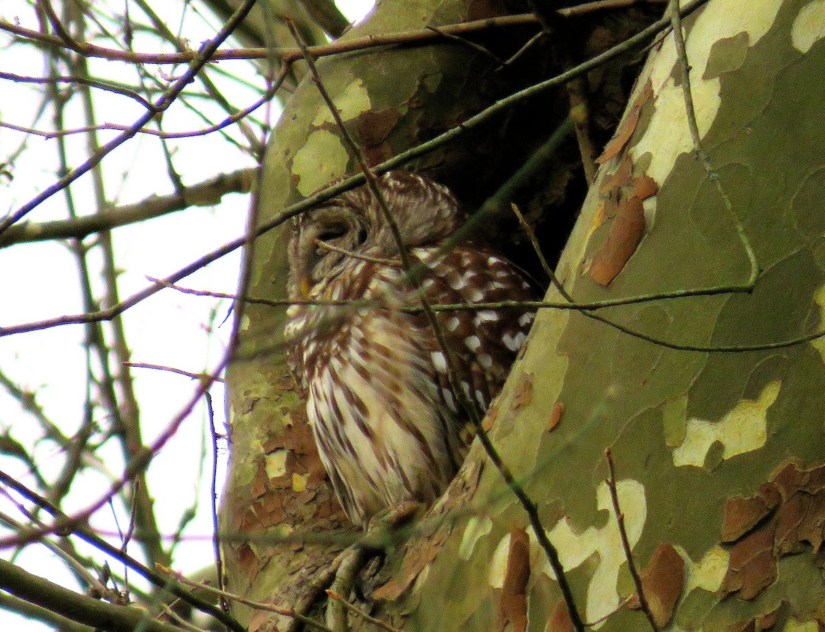 Barred Owl - ML553801941