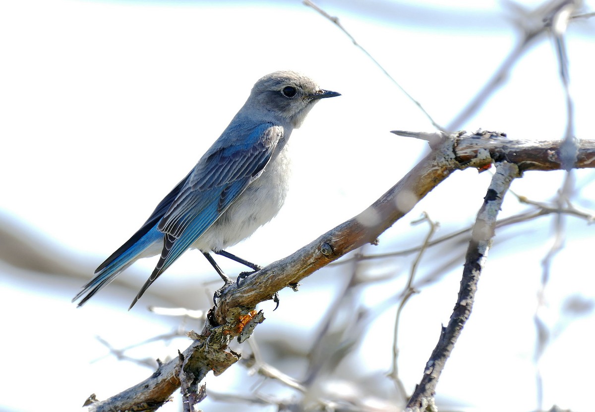 Mountain Bluebird - Wendy Lopez