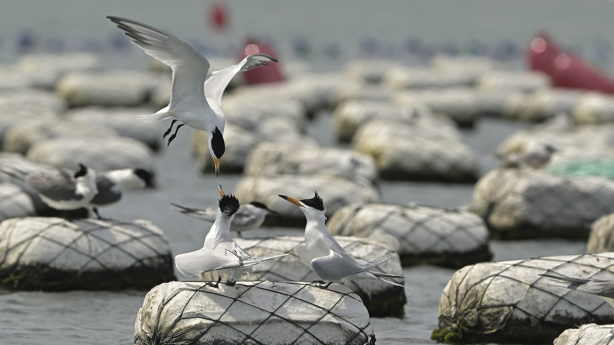 黑嘴端鳳頭燕鷗 - ML553802171