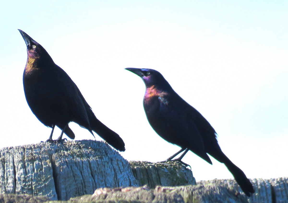 Common Grackle (Florida/Purple) - ML553802201