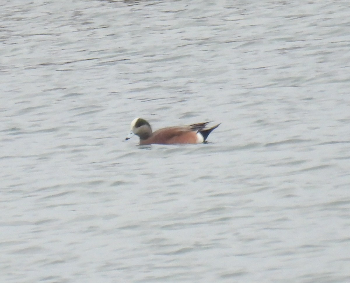 American Wigeon - Hin Ki  & Queenie  Pong