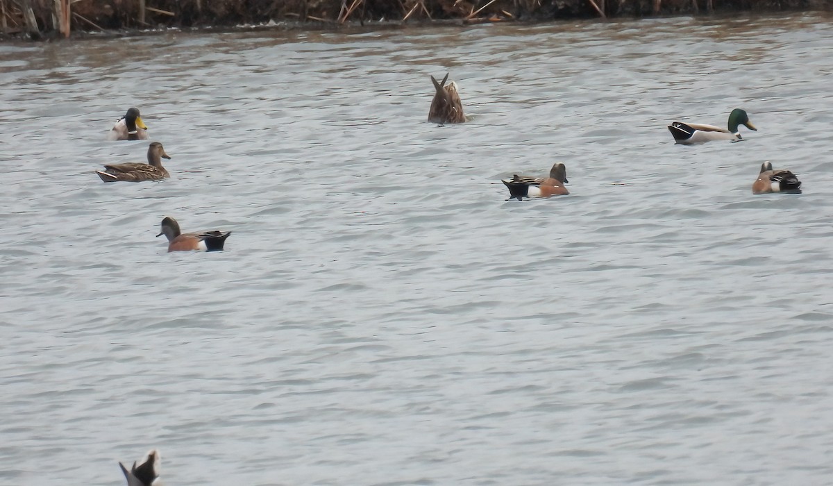 American Wigeon - ML553803571