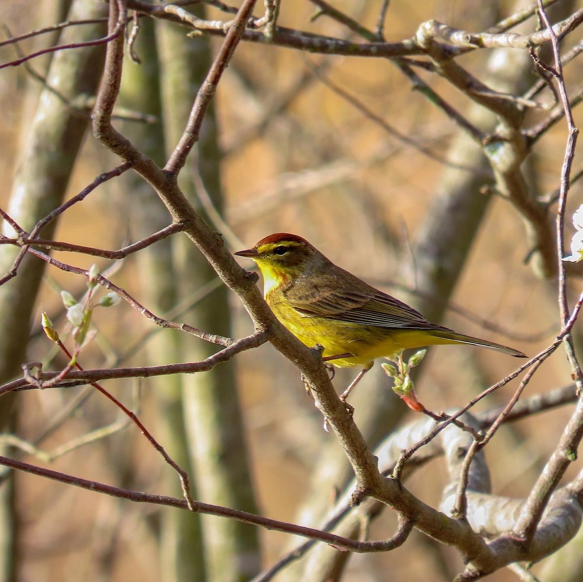 Palm Warbler - ML553804271